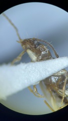 Bembidion dejectum