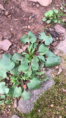 Ranunculus abortivus