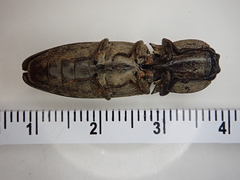 Cryptalaus nesiotes