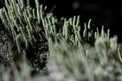 Cladonia subradiata