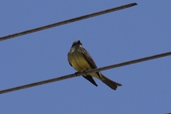 Tyrannus melancholicus