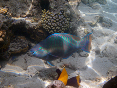 Scarus psittacus