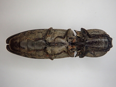 Cryptalaus nesiotes