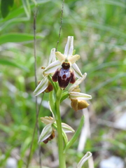 Ophrys exaltata archipelagi