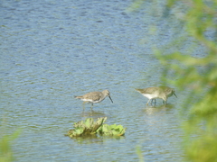 Calidris himantopus