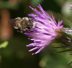 Osmiini