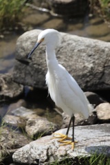 Egretta thula