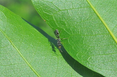 Pseudomyrmex gracilis
