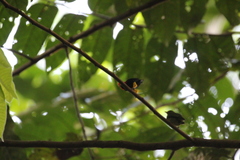 Ceratopipra mentalis