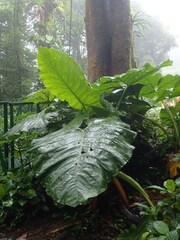 Alocasia macrorrhizos
