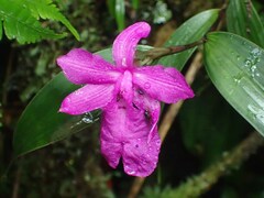 Sobralia amabilis