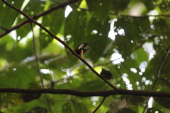 Ceratopipra mentalis