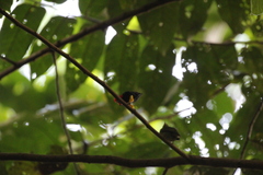 Ceratopipra mentalis