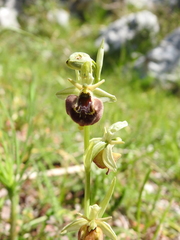 Ophrys fuciflora parvimaculata