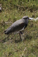 Vanellus chilensis