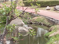 Ardeola