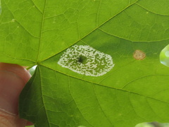 Phyllonorycter lucidicostella