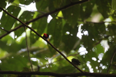 Ceratopipra mentalis