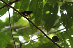 Ceratopipra mentalis