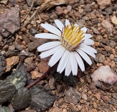 Trichocline cineraria