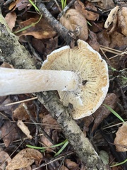 Amanita ocreata