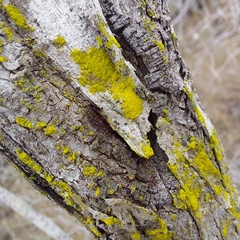 Chrysothrix xanthina