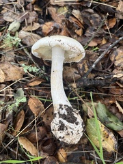 Amanita ocreata