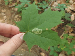 Phyllonorycter lucidicostella