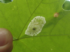 Phyllonorycter lucidicostella