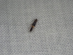 Cosmopterix