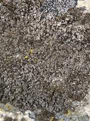 Melanelixia subaurifera