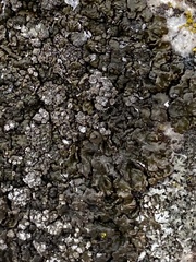 Melanelixia subaurifera