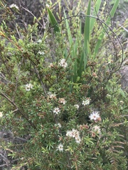 Kunzea linearis