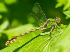 Ophiogomphus rupinsulensis