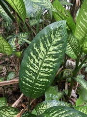 Dieffenbachia seguine