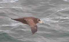 Procellaria conspicillata