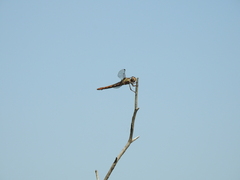 Orthemis nodiplaga