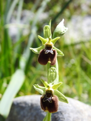 Ophrys x maremmae