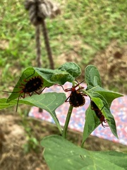 Spartocera