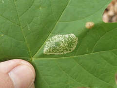 Phyllonorycter lucidicostella
