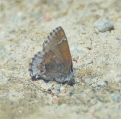 Callophrys polios