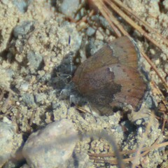 Callophrys augustinus