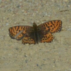 Boloria freija