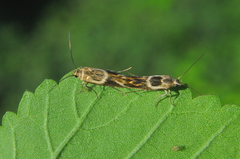Scythris