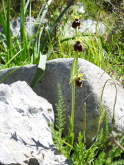 Ophrys x maremmae