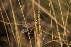 Myrmecaelurus trigrammus
