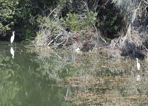 Snowy Egret photographed in Georgia