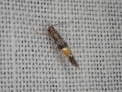 Cosmopterix