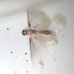 Ephemeroptera
