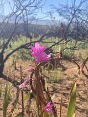 Watsonia borbonica